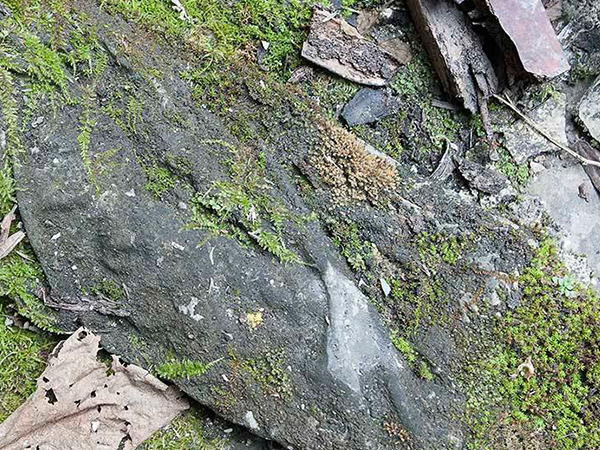 大理石上的青苔